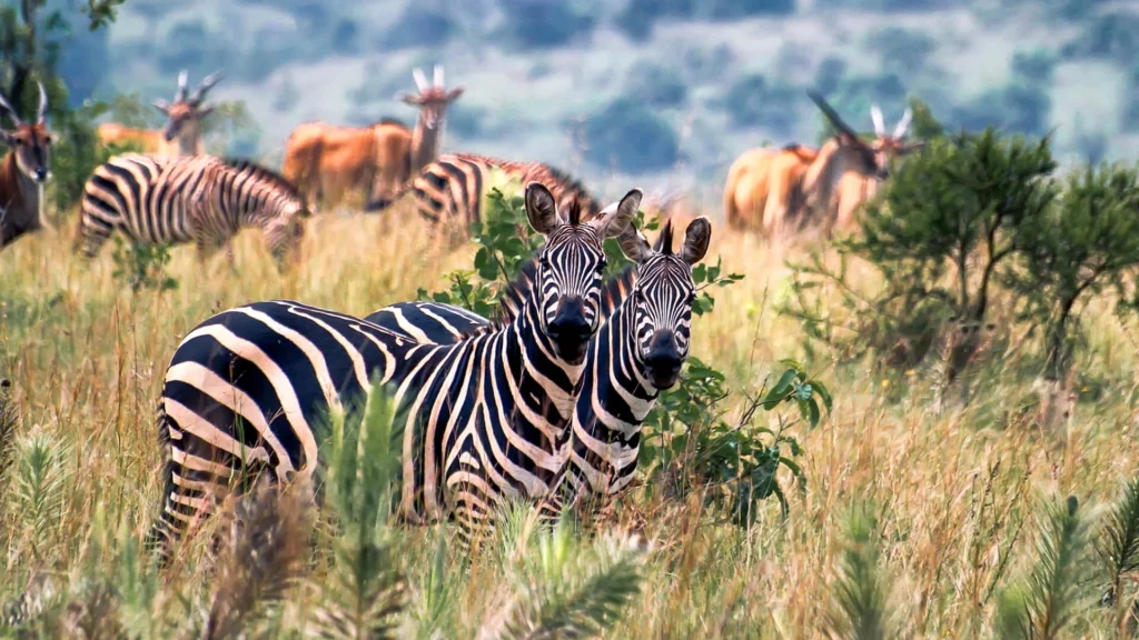 Zebras and wildlife on Uganda safari in their natural habitat